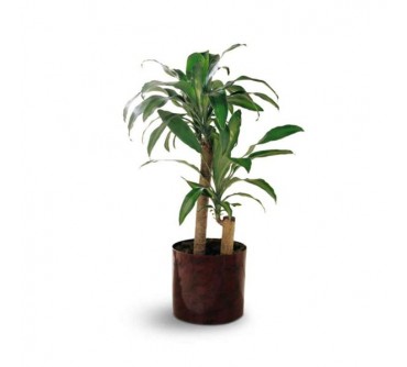 The Corn Plant